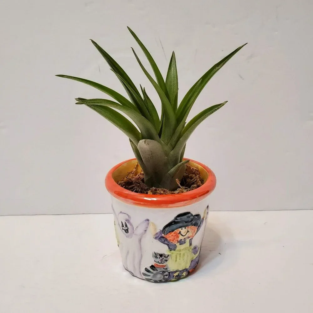 Hand Crafted halloween succulent